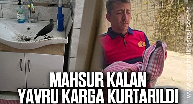 Boş eve girerek mahsur kalan yavru karga kurtarıldı