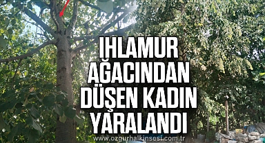 Ihlamur ağacından düşen kadın yaralandı