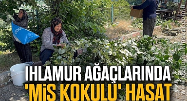 Ihlamur ağaçlarında 'mis kokulu' hasat