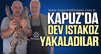 KAPUZ’DA DEV ISTAKOZ YAKALADILAR