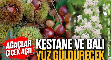 KESTANE VE BALI YÜZ GÜLDÜRECEK