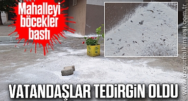 Mahalleyi böcekler bastı, vatandaşlar tedirgin oldu