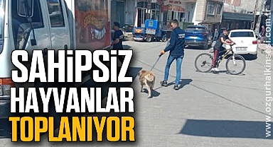 Sahipsiz hayvanlar toplanıyor