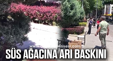 Süs Ağacına Arı Baskını