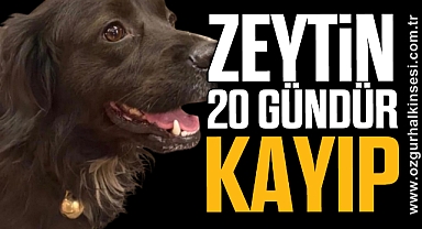 ZEYTİN 20 GÜNDÜR KAYIP