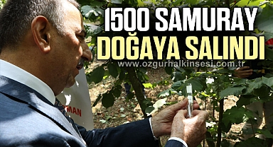 1500 Samuray Arısı Doğaya Salındı