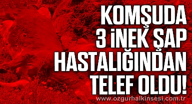 3 inek şap hastalığından telef oldu