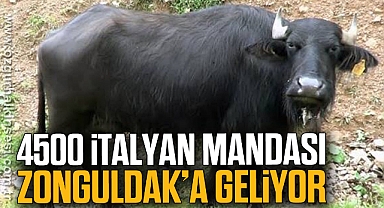 4500 İTALYAN MANDASI ZONGULDAK’A GELİYOR