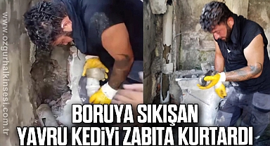 Boruya sıkışan yavru kediyi zabıta kurtardı