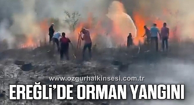 Ereğli’de Orman Yangını