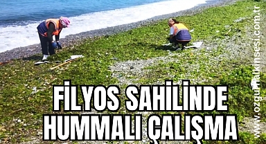 Filyos Sahili'nde Hummalı Çalışma