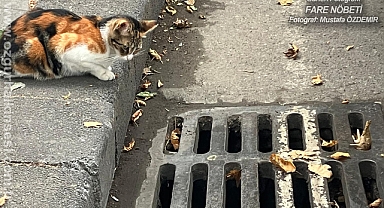 Günün Fotoğrafı...