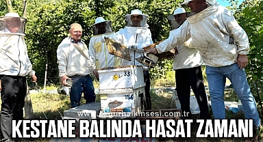 Kestane Balında Hasat Zamanı