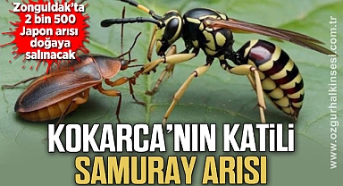 KOKARCA’NIN KATİLİ SAMURAY ARISI