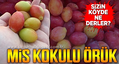 Mis Kokulu Örük