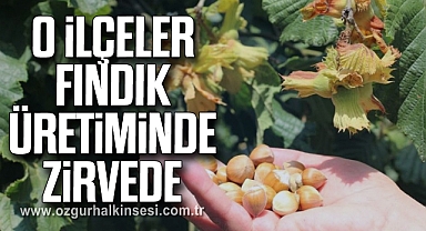 O İlçeler Fındık Üretiminde Zirvede