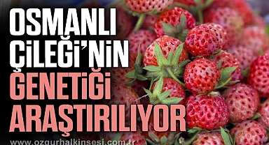 OSMANLI ÇİLEĞİ’NİN GENETİĞİ ARAŞTIRILIYOR