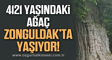 4121 Yaşındaki Ağaç Zonguldak’ta Yaşıyor