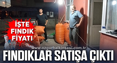 Hasat edilen fındıklar satışa çıktı