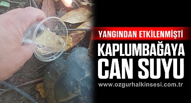 Kaplumbağaya Can Suyu