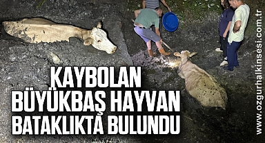 Kaybolan büyükbaş hayvan bataklıkta bulundu