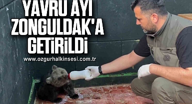 Yavru ayı Zonguldak'a getirildi
