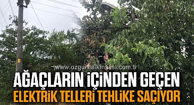  Ağaçların içinden geçen elektrik telleri tehlike saçıyor