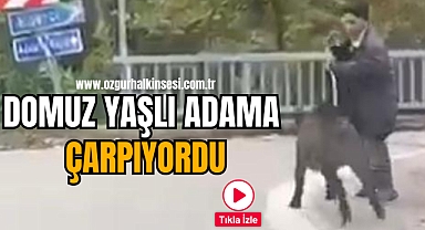 DOMUZ YAŞLI ADAMA ÇARPIYORDU