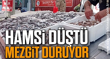 Hamsi Düştü, Mezgit Duruyor 