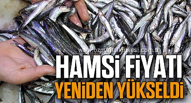 Hamsi Fiyatı Yeniden Yükseldi