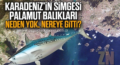 KARADENİZ’İN SİMGESİ PALAMUT BALIKLARI NEDEN YOK, NEREYE GİTTİ?