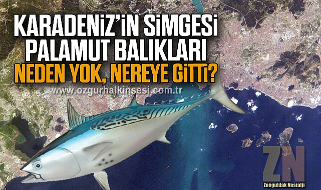 KARADENİZ’İN SİMGESİ PALAMUT BALIKLARI NEDEN YOK, NEREYE GİTTİ?