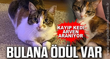 Kayıp Kedi Arven Aranıyor: Bulana Ödül Var