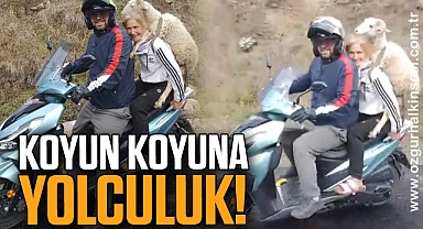 KOYUN KOYUNA YOLCULUK!