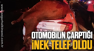 Otomobilin çarptığı inek telef oldu