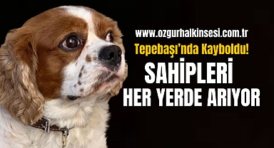 Tepebaşı'nda Kayboldu! Sahipleri Her Yerde Arıyor