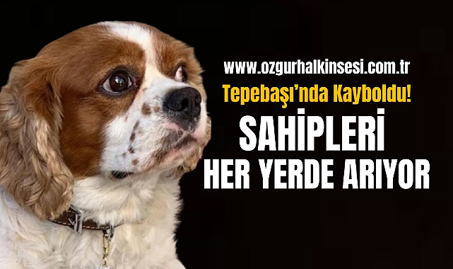 Tepebaşı'nda Kayboldu! Sahipleri Her Yerde Arıyor