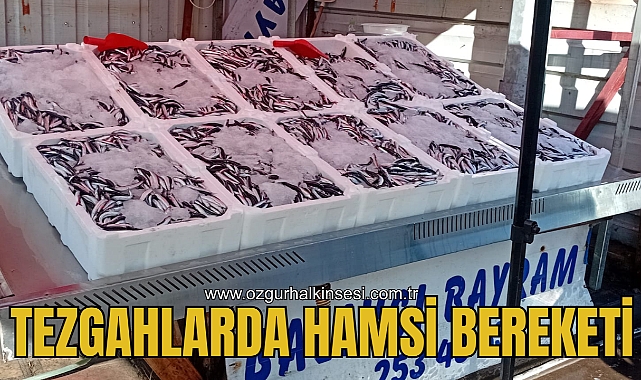 TEZGAHLARDA HAMSİ BEREKETİ