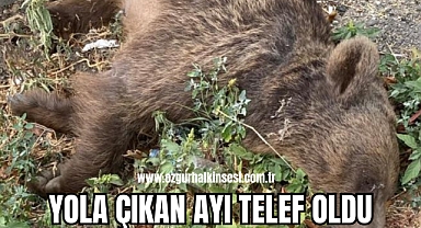 YOLA ÇIKAN AYI TELEF OLDU
