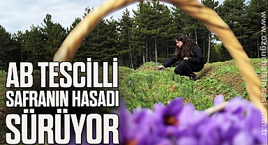AB tescilli safranın hasadı sürüyor