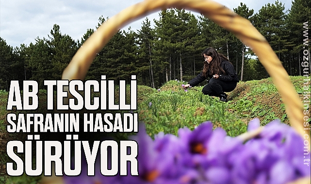 AB tescilli safranın hasadı sürüyor