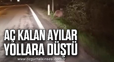 Aç kalan ayılar yollara düştü