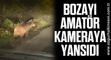 Bozayı amatör kameraya yansıdı