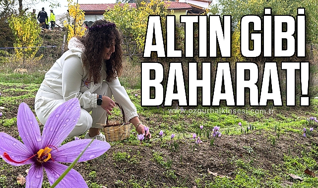 'Dünyanın en pahalı baharatı' safranın kilogramı 600 bin liradan satılacak