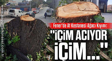 Fener'de At Kestanesi Ağacı Kıyımı: 
