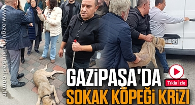 GAZİPAŞA'DA SOKAK KÖPEĞİ KRİZİ