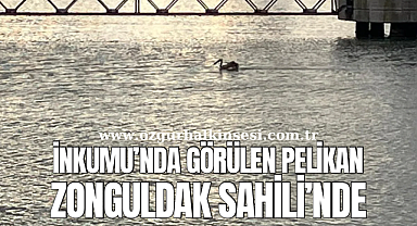 İNKUMU'NDA GÖRÜLEN PELİKAN ZONGULDAK SAHİLİNDE 