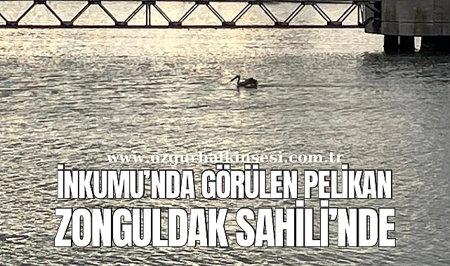 İNKUMU'NDA GÖRÜLEN PELİKAN ZONGULDAK SAHİLİNDE