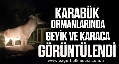 Karabük ormanlarında erkek geyik ve karaca görüntülendi