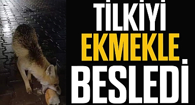 Karabük’te tır sürücüsü tilkiyi ekmekle besledi